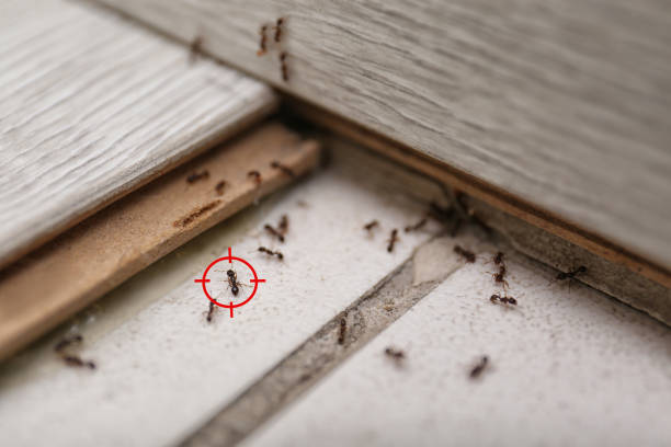 Best Termite Control Services  in Lake Arrowhead, CA