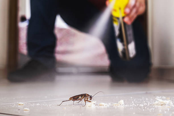 Trusted Lake Arrowhead, CA Pest Control Experts