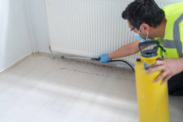 Best Flea Control Services  in Lake Arrowhead, CA