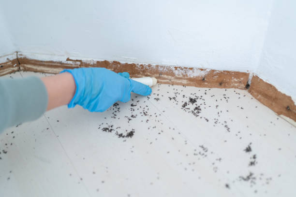 Best Commercial Pest Control Services  in Lake Arrowhead, CA
