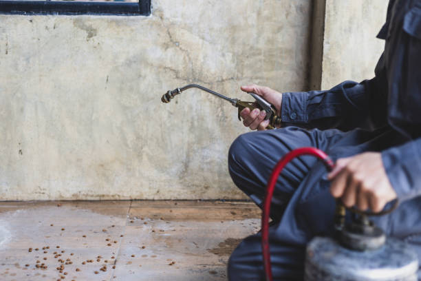 Pest Prevention Services in Lake Arrowhead, CA